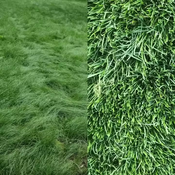 An image illustrating comparison of grasses with Fine Fescue on the left and Tall Fescue on the right.