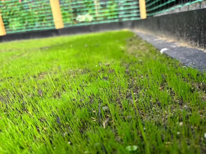 Close-up of thin, bright green grass seedlings sprouting from the soil, showing the vulnerable early growth stage before a thick canopy is established.