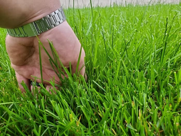 A hand reaching into a thick patch of green grass.
