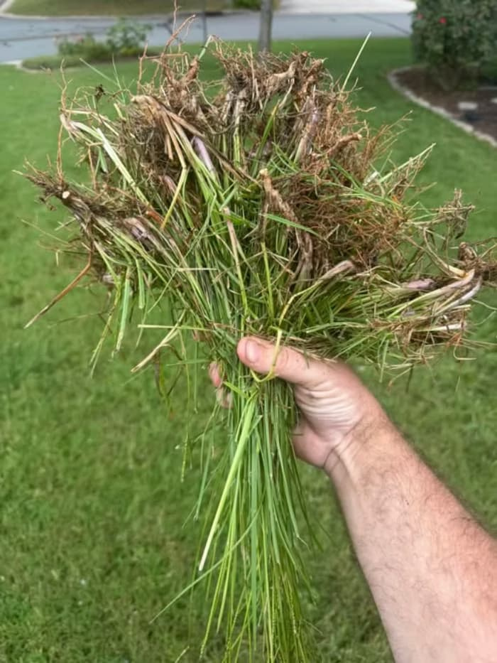 A person holding a large bundle of uprooted weeds with exposed roots over a green lawn.