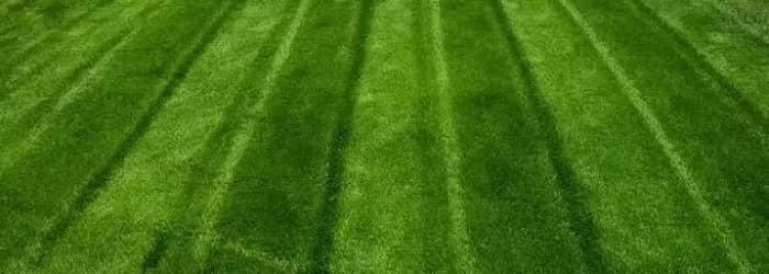 Healthy striped lawn.