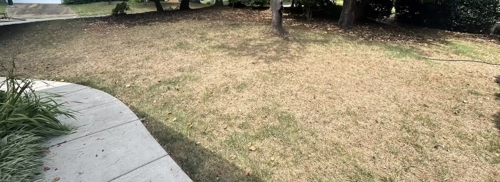 Yellowed lawn showing signs of heat stress.