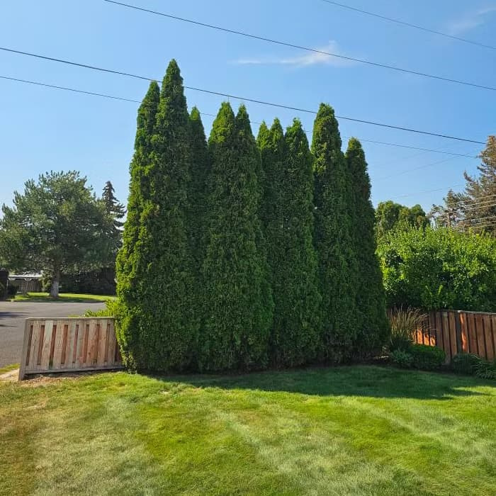 Healthy, dense evergreen Juniper shrubs showcasing its drought-resistant needle structure in a home landscape.