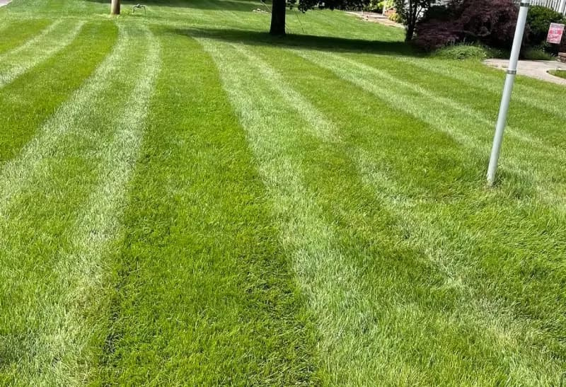 Striped lawn featuring Kentucky 31 tall fescue.