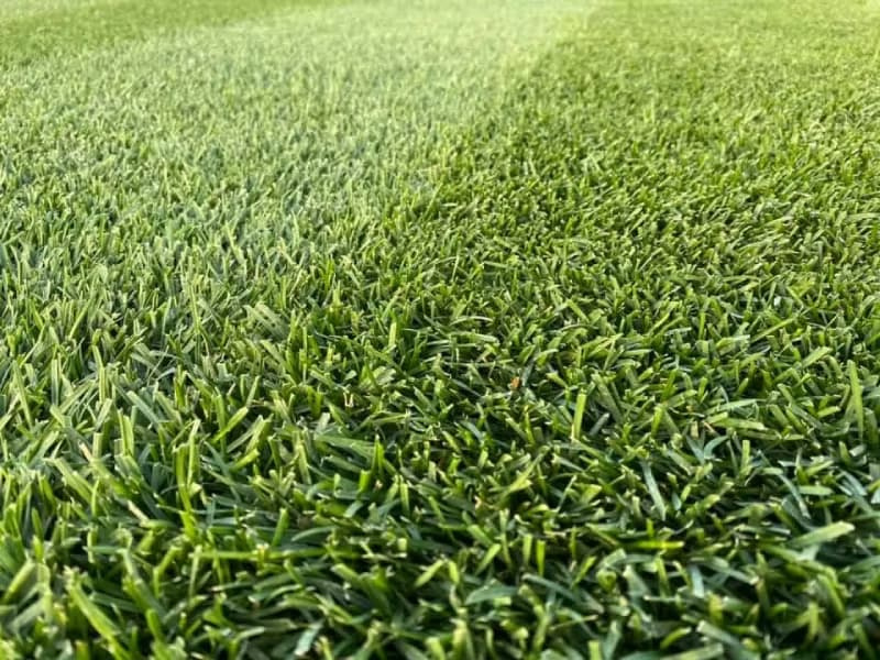 Extreme close-up of a dense Kentucky bluegrass canopy showing leaf texture and blade tip structure.