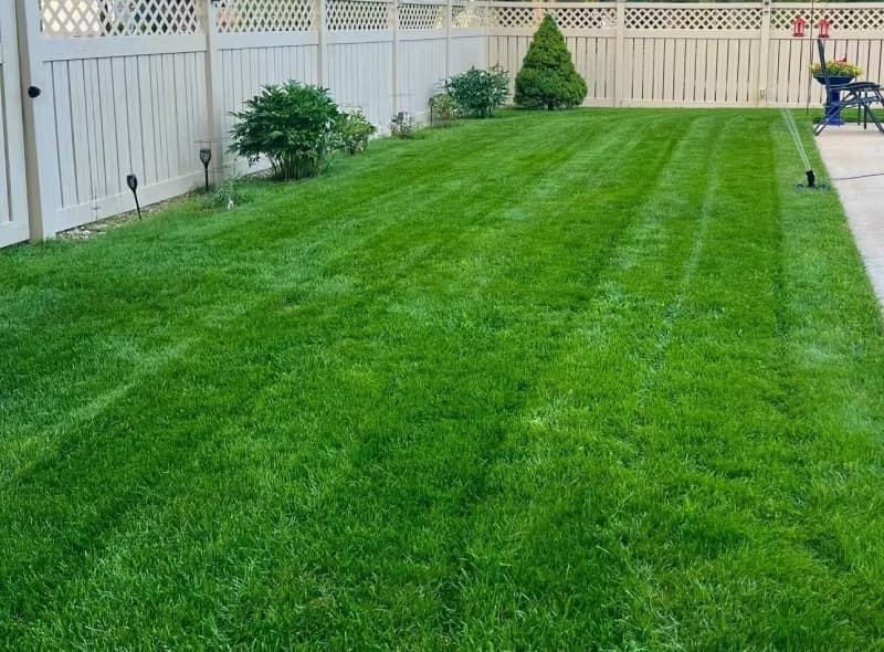 Vibrant green Kentucky bluegrass lawn growing along a white vinyl privacy fence in USDA Zone 5b.