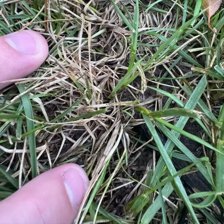 lawn-brown-patch-thinning-turf-close-up Close-up of thinning lawn with brown, dried grass and exposed soil among green turf blades.