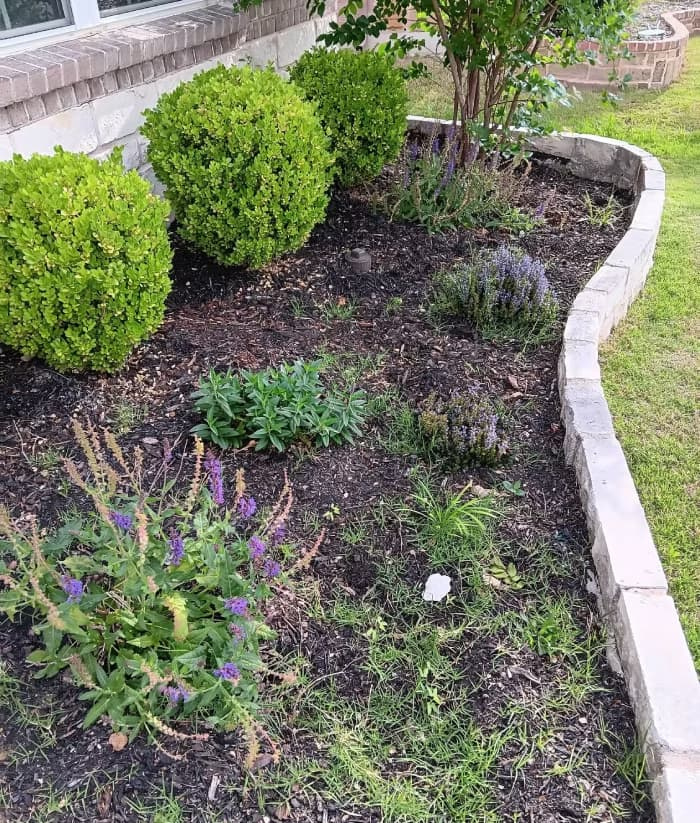A stone-bordered landscaping bed containing dark mulch, boxwood shrubs, and weeds directly adjacent to a green grass lawn.