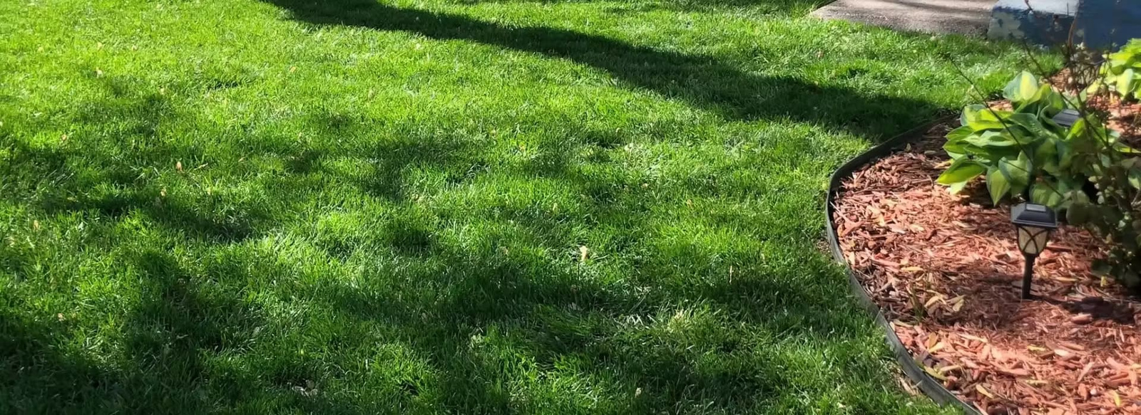 Close-up of dense, healthy lawn grass with thick, uniform turf blades.
