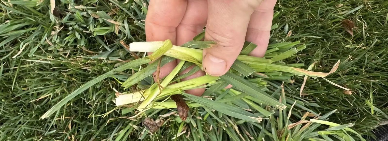 lawn-weed-identification-hand-holding-weed Man’s hand holding a weed sample above a lawn for identification.