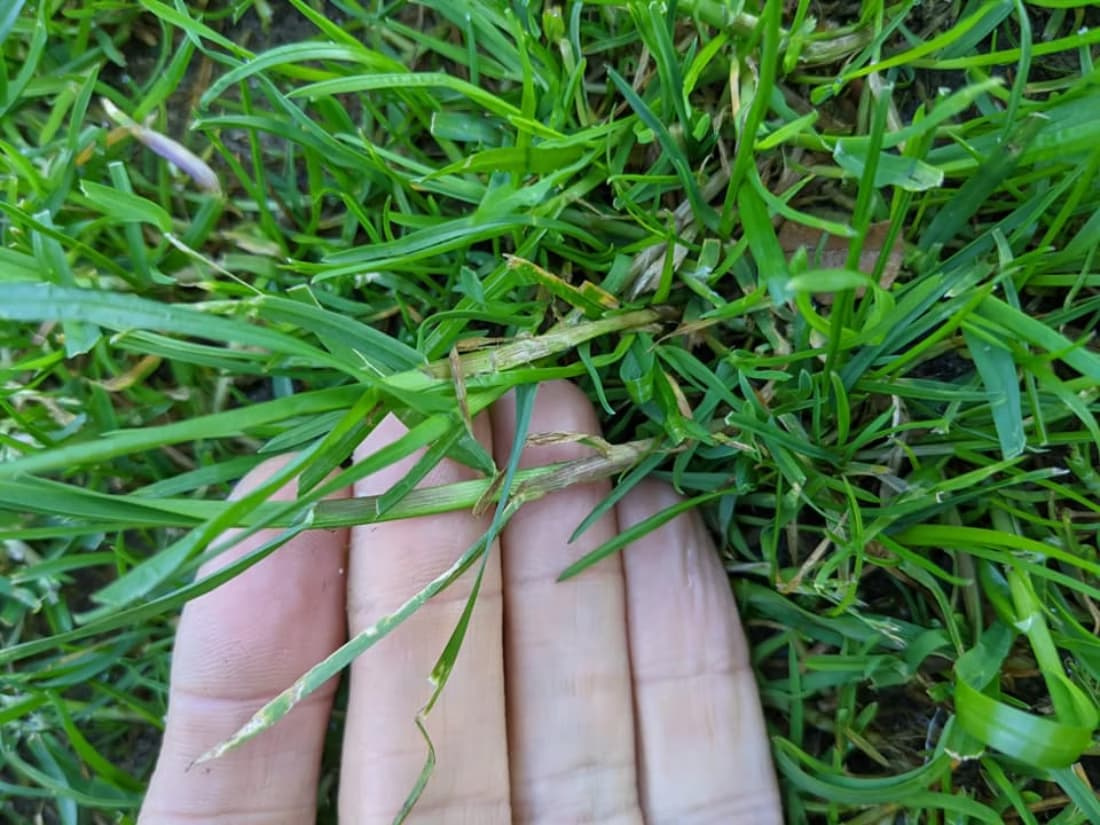 A close-up view of a hand holding and inspecting a grassy weed in a green lawn for proper identification.