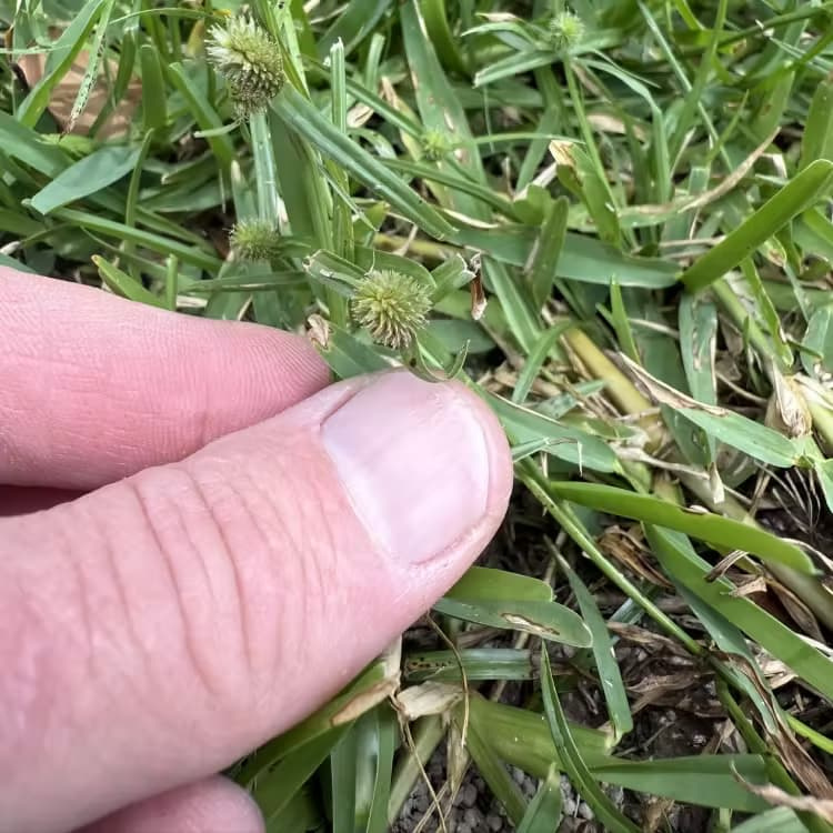 lawn-weed-round-seed-head-close-up Close-up of a lawn weed with small round seed heads growing among turfgrass blades.