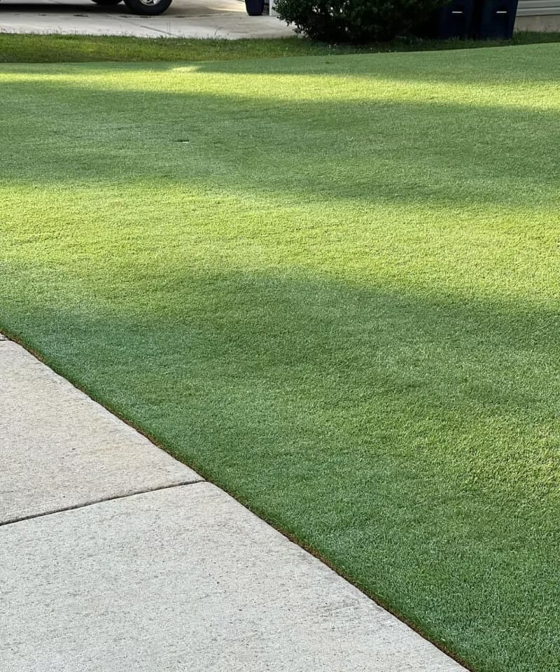 Low-cut Bermudagrass lawn along a concrete sidewalk with clean edged border