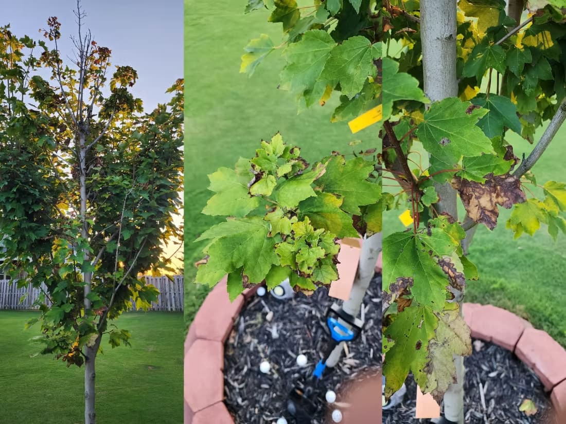 A three-panel diagnostic study of a young maple tree showing upper canopy dieback and leaf scorch. Close-up views reveal brown necrotic margins and interveinal chlorosis, illustrating how environmental stressors and root issues can mimic the appearance of a disease.