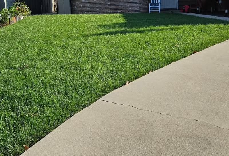Marathon tall fescue lawn along a concrete walkway.