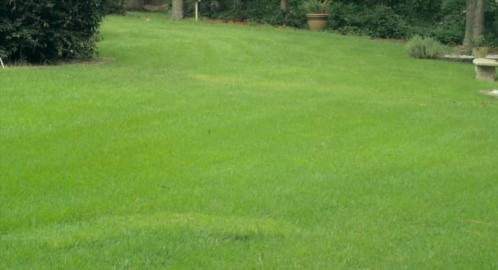 'Meyer' Zoysia lawn.