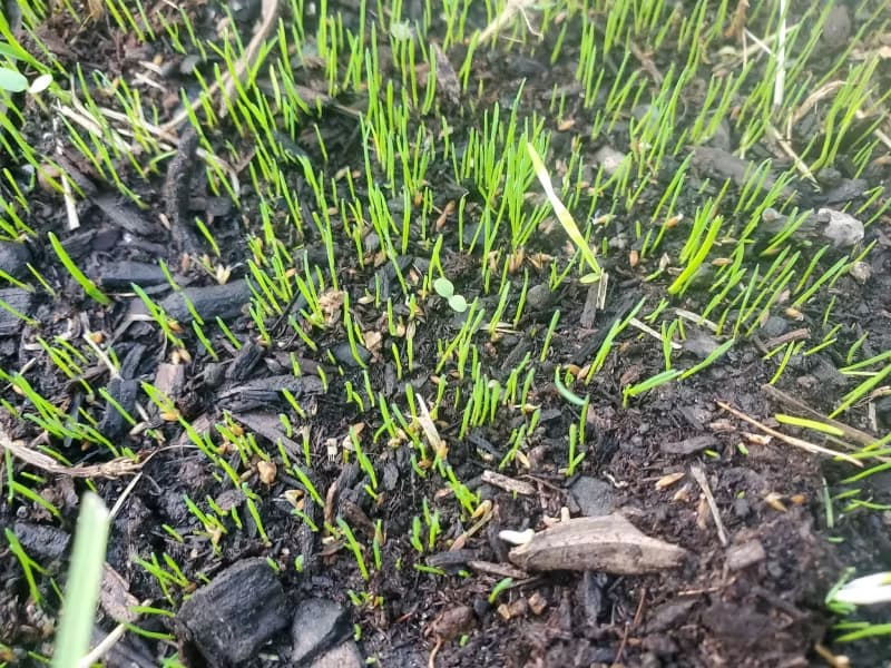 Young Kentucky bluegrass seedlings sprouting from topsoil 10 days after planting.
