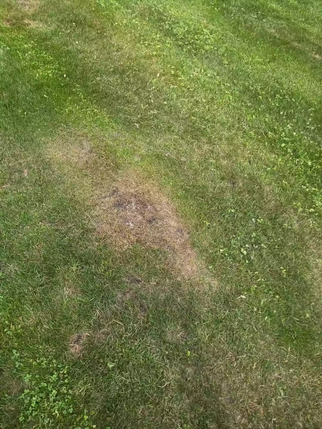 A brown, scalped patch of grass on a small hump in a lawn, showing where a mower blade cut too low on a high spot.