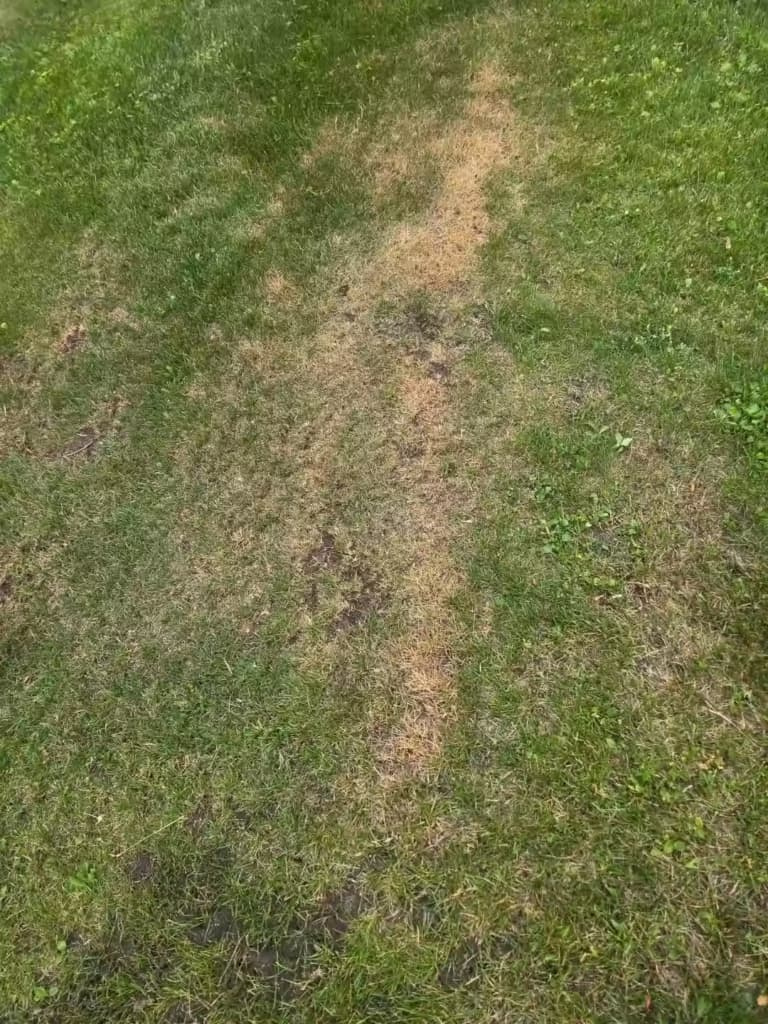 A scalped patch of grass on a slope.