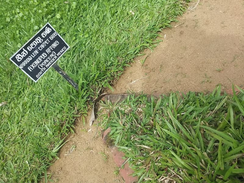 Botanical sign marking narrow-leaf carpetgrass turf in an outdoor plant bed display.