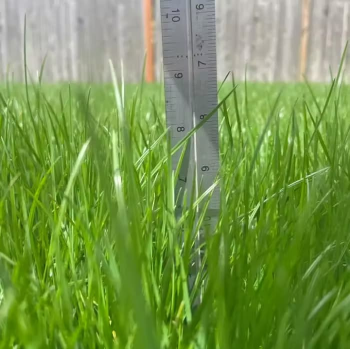 A metal ruler measuring a neglected, overgrown lawn that has reached nearly 8 inches in height.