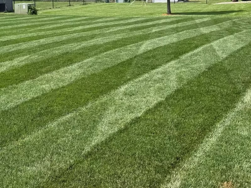 Nightfall Kentucky bluegrass lawn cut at a 4-inch height showing prominent lawn stripes.