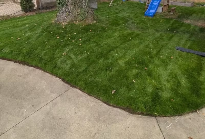 Nightshift perennial ryegrass blend growing under partial shade around a tree base.