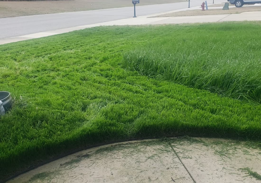 A residential lawn partially mowed, showing a dramatic height difference between overgrown grass and a short, mowed section, illustrating a violation of the one-third mowing rule.