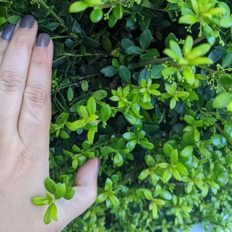 A woman's hand in ornamental bush plant.