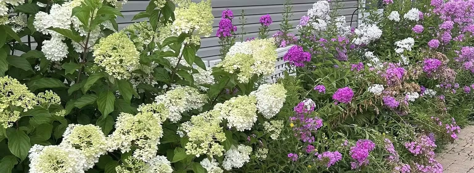 A lush garden border featuring large, cone-shaped white and lime-green Panicle Hydrangeas in the foreground and clusters of purple and white Garden Phlox in the background, situated next to gray house siding and a white fence.