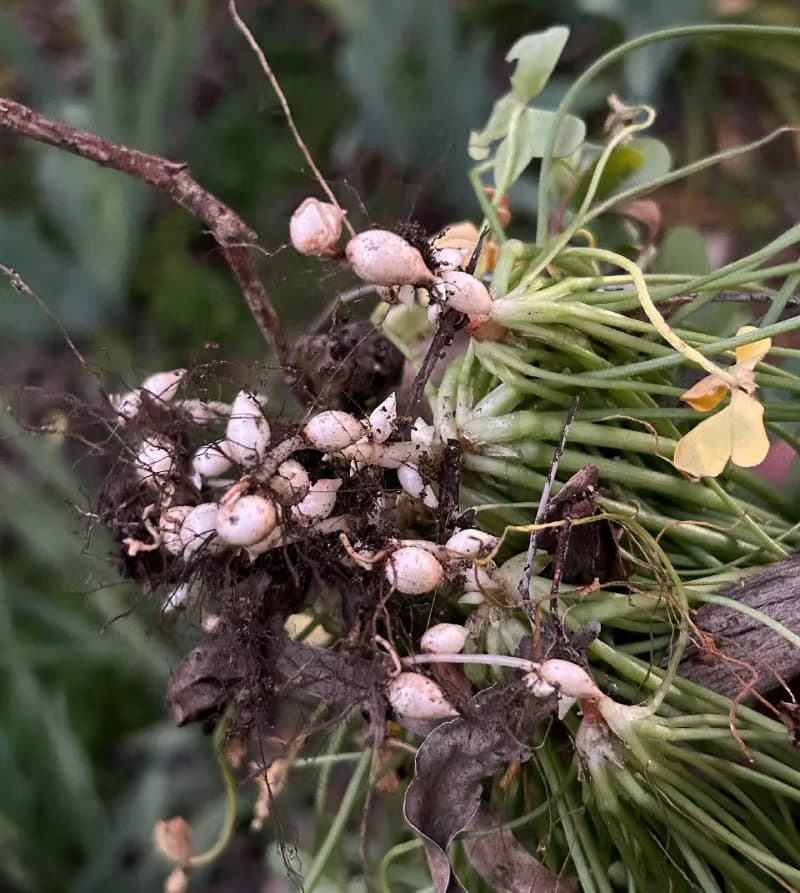 Cluster of small white oxalis bulbils attached to underground roots and basal stems