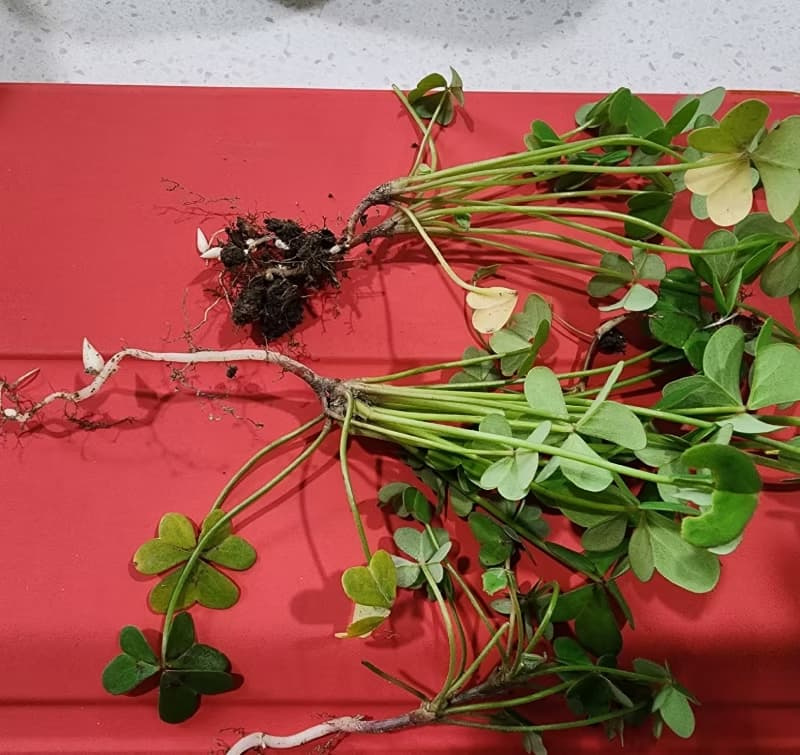 Two uprooted oxalis plants laid out on a red background showing stolons and underground bulb networks