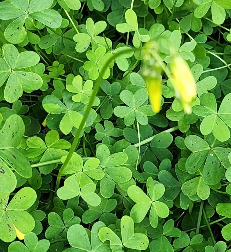 Dense mat of green heart-shaped oxalis wood sorrel leaflets with closed yellow flower buds