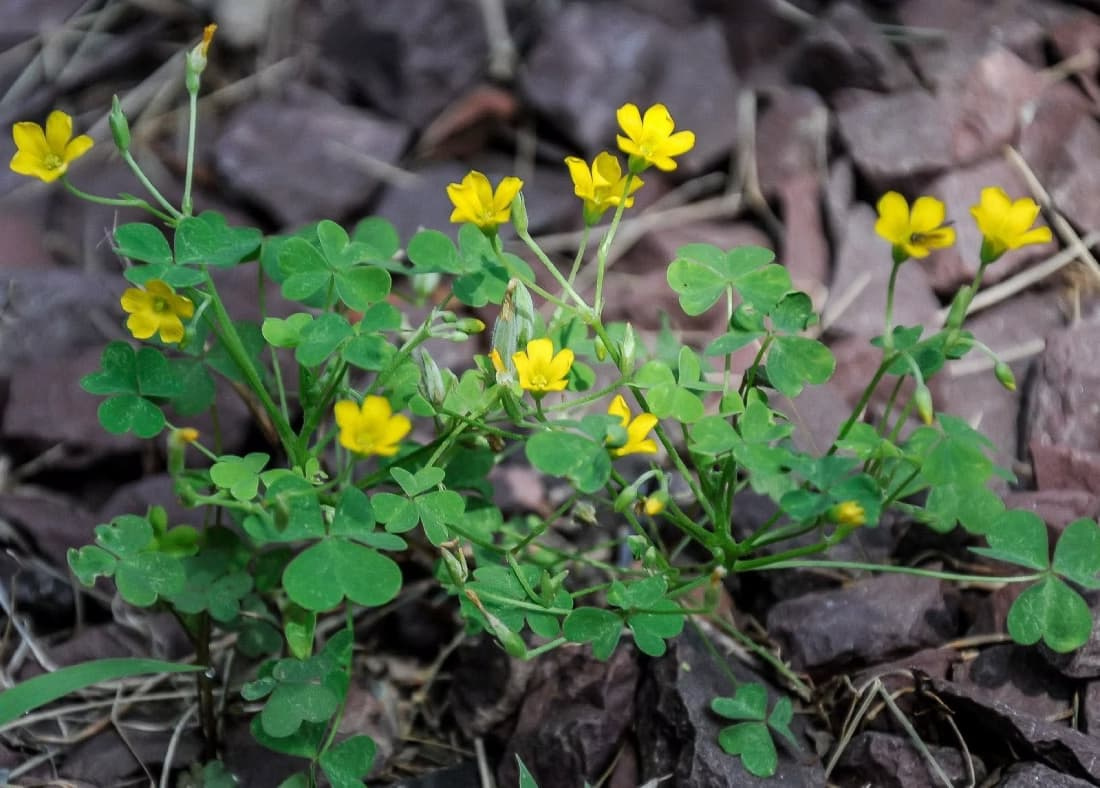 Flowering yellow wood sorrel weed with heart-shaped leaflets growing in landscape mulch