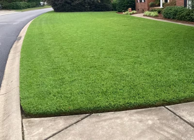 Palmetto St. Augustinegrass lawn in a residential front yard.