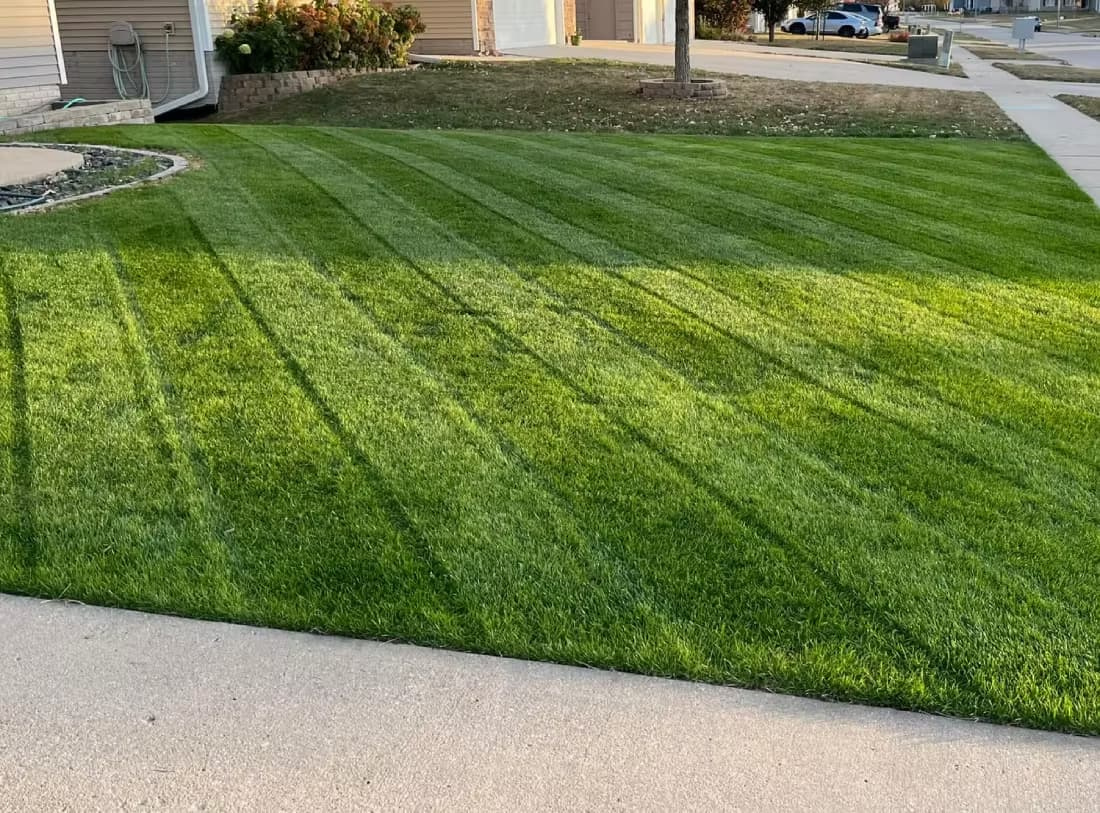 Striped perennial ryegrass lawn showcasing fine leaf texture and dense turf coverage along a sidewalk.