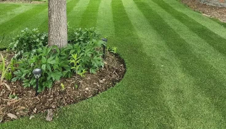Perennial ryegrass maintained at a 0.500 inch cutting height around a tree ring.