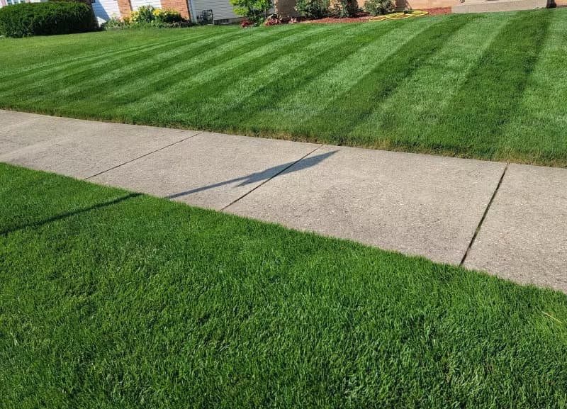 Striped perennial ryegrass lawn running parallel to a concrete sidewalk.