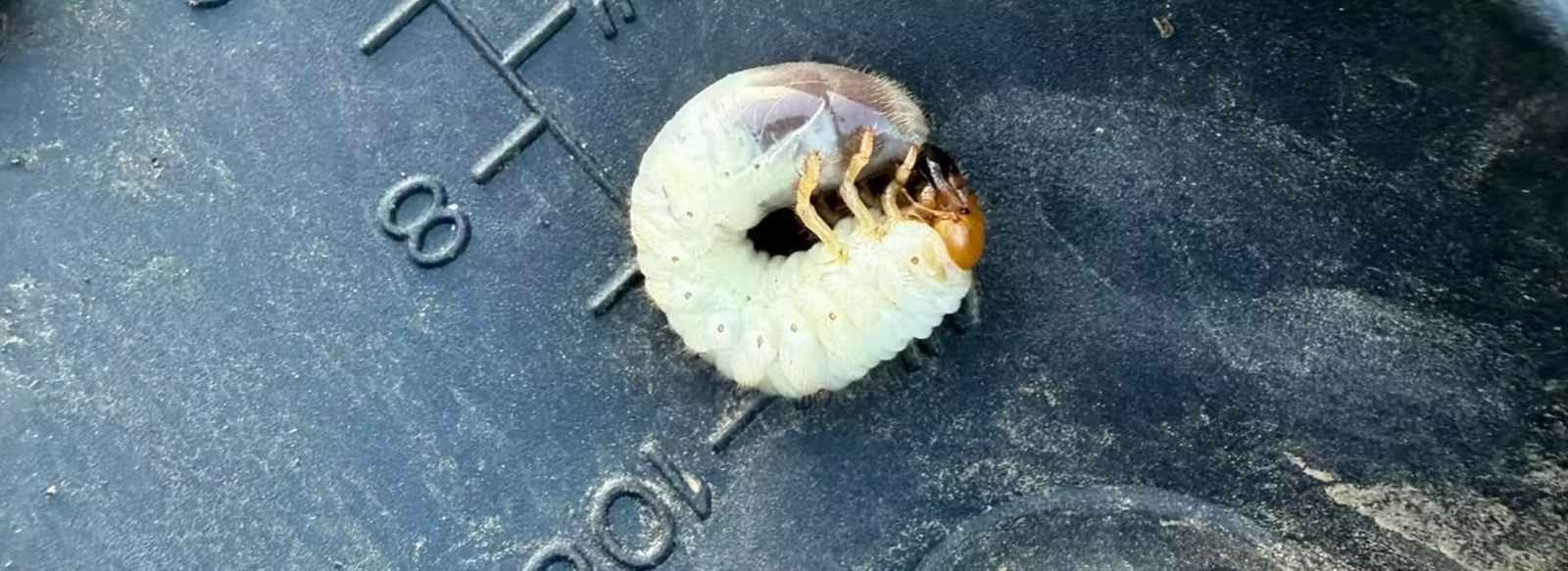 Close-up of a pest.