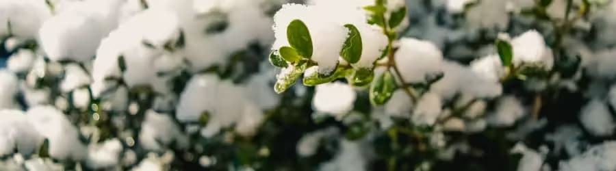 plant-in-winter Plant covered in winter snow.