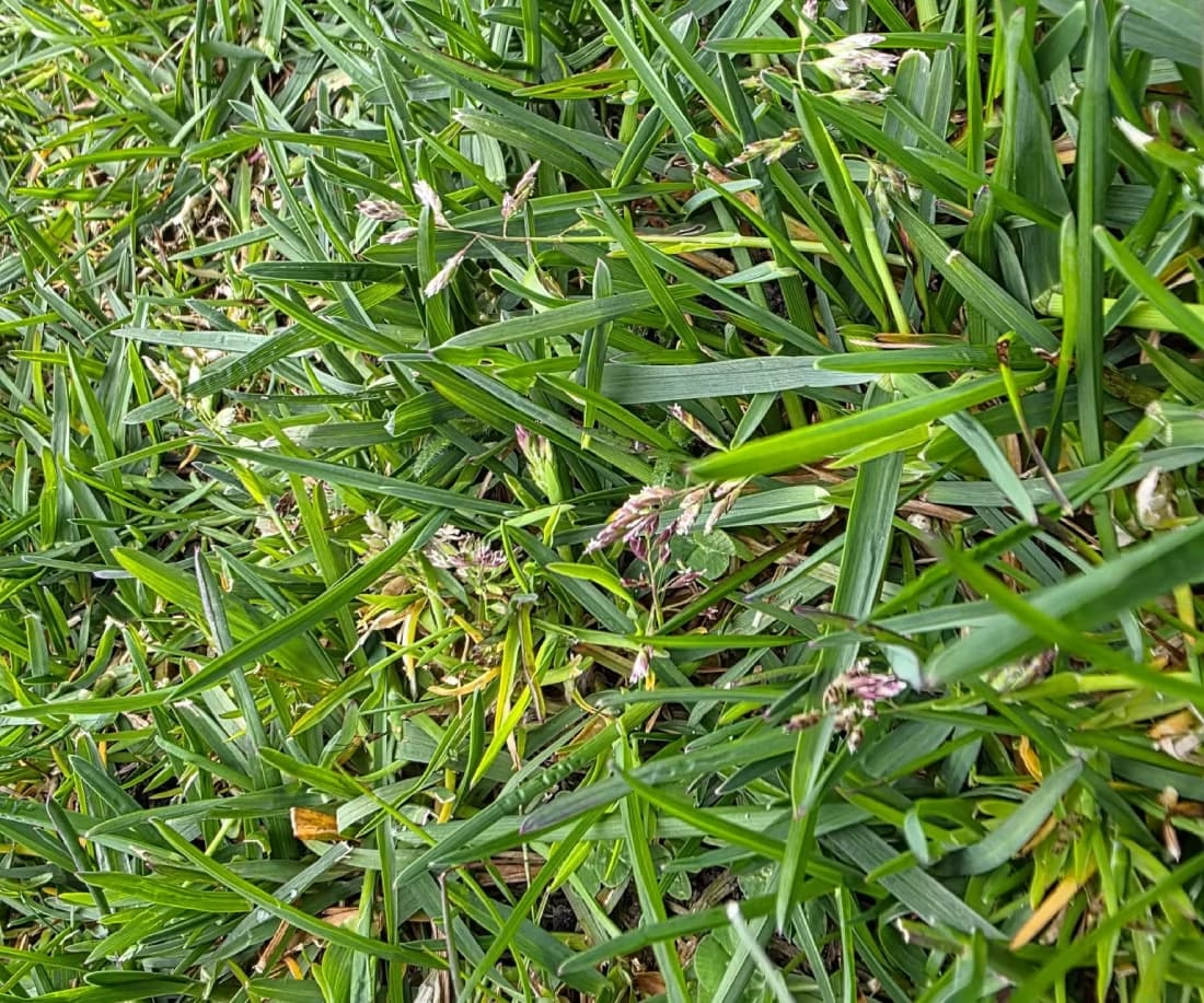 High-angle closeup photo of Poa annua weeds growing densely within a lawn, showing the characteristic pale-green seedheads and clumping habit.
