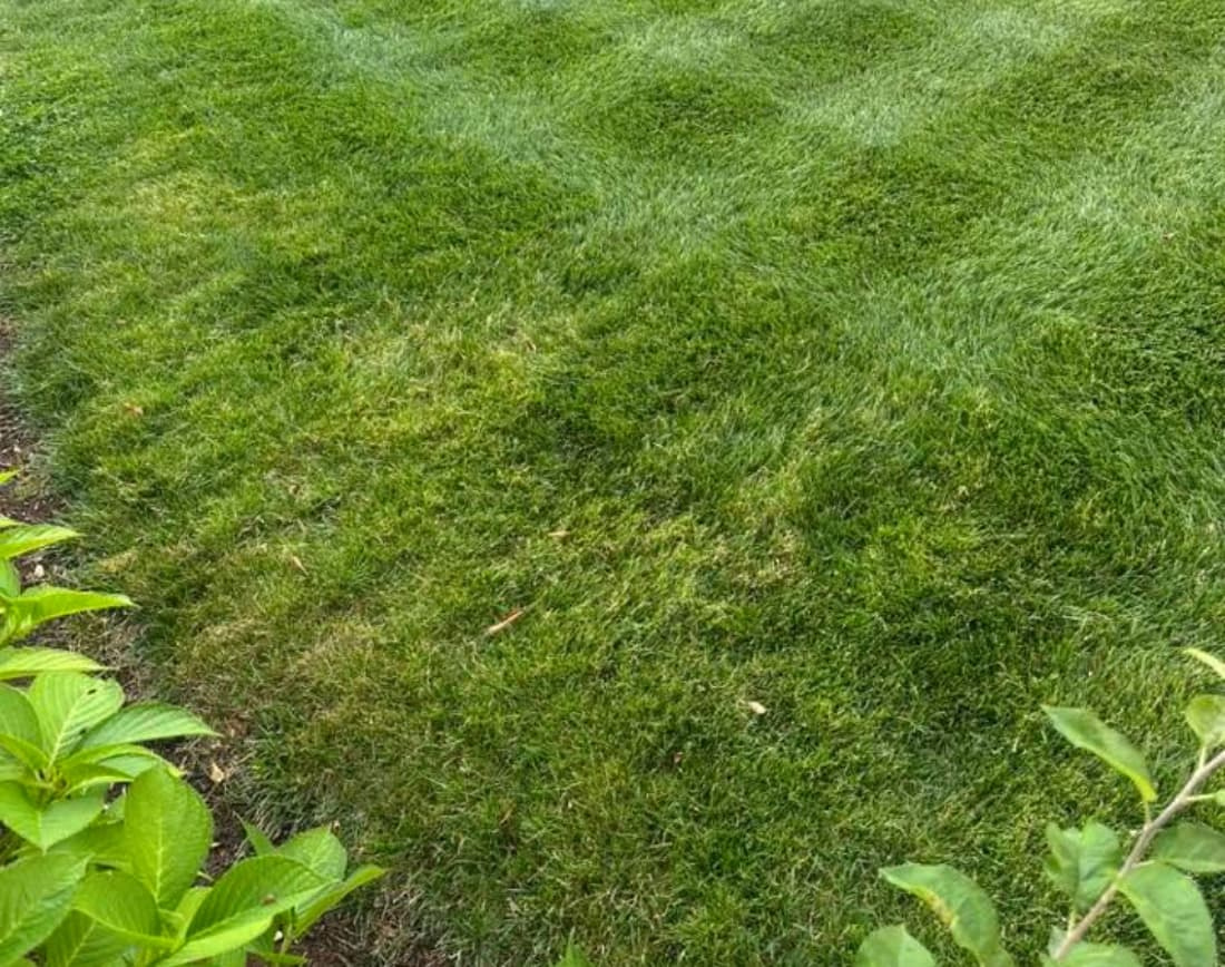 Wide-angle view of a residential lawn with patchy yellow-green Poa annua infestation running along the turf canopy.