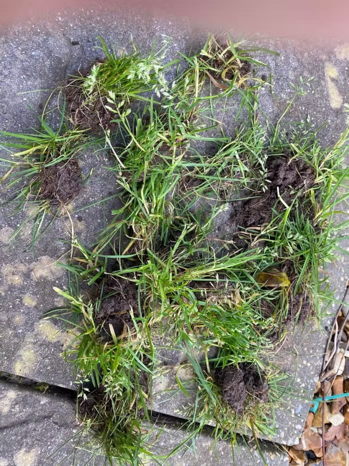 Uprooted Poa annua clumps with pale, cream-colored branched seedheads