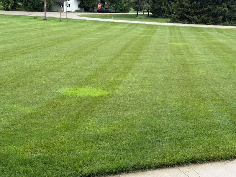 Light green patches of Poa invading an established dark green Kentucky bluegrass lawn.
