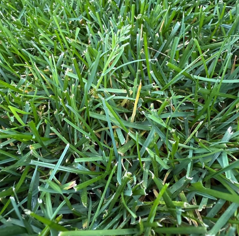 A single Poa annua seedhead growing prominently within a dense stand of tall fescue grass.