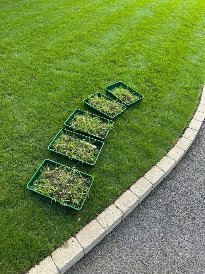 Trays of hand-pulled annual bluegrass showing shallow, fibrous root balls