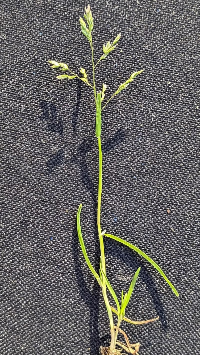 Isolated single Poa annua plant showing root system, leaf blades, and open pyramidal seedhead panicle.