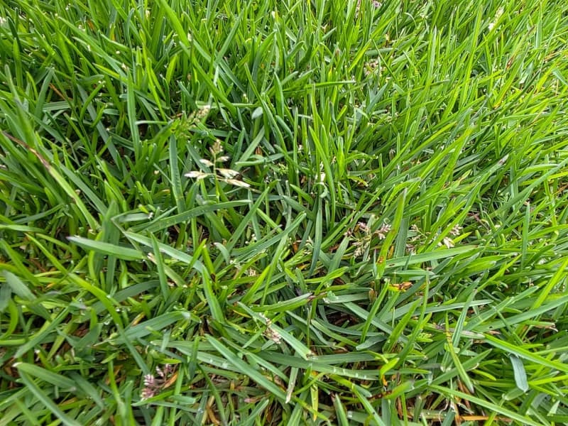 Close-up view of light-green Poa annua seedheads emerging through a dark green lawn canopy.
