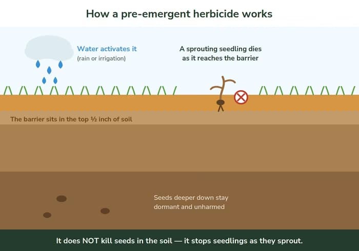 Soil cross-section showing a pre-emergent herbicide barrier in the top half-inch of soil, activated by watering-in, stopping a germinating weed seedling as its root reaches the treated layer.