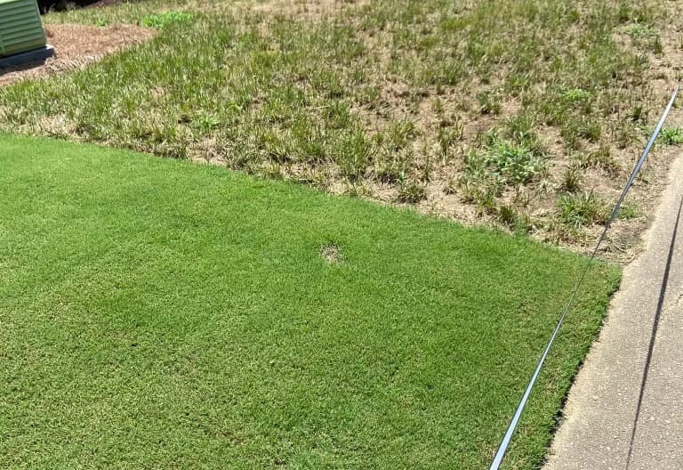 Sharp boundary line where a dense, maintained green lawn meets a patchy, weed-infested neighboring yard along a sidewalk edge